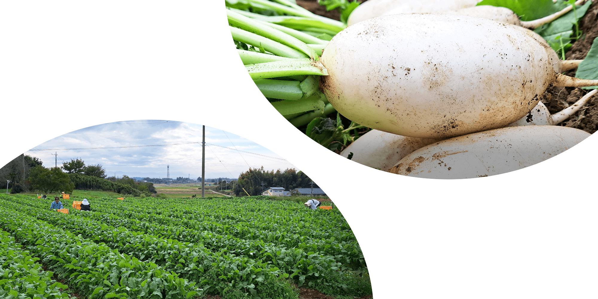 前橋市の豊かな土地で おいしいお米とお野菜を作っています。