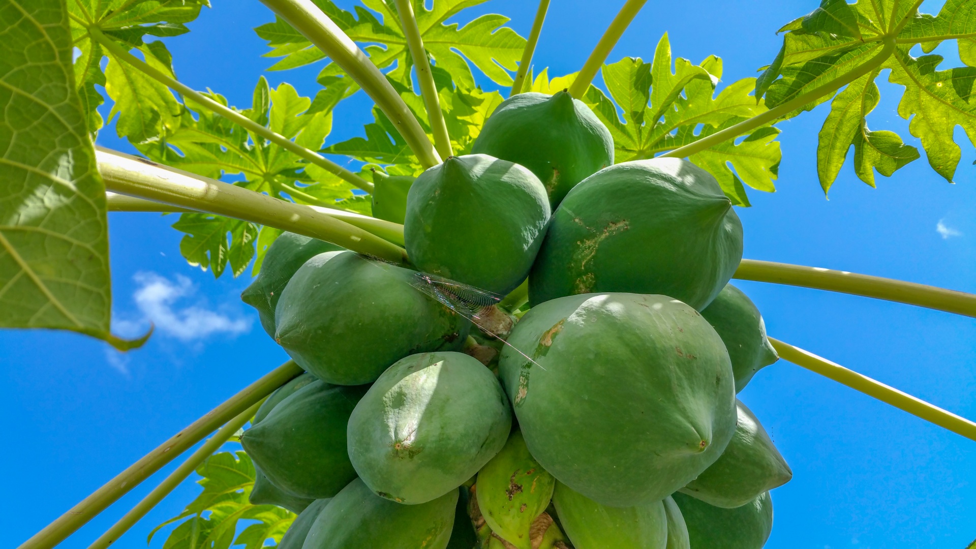 growing-papaya-1548429297No3